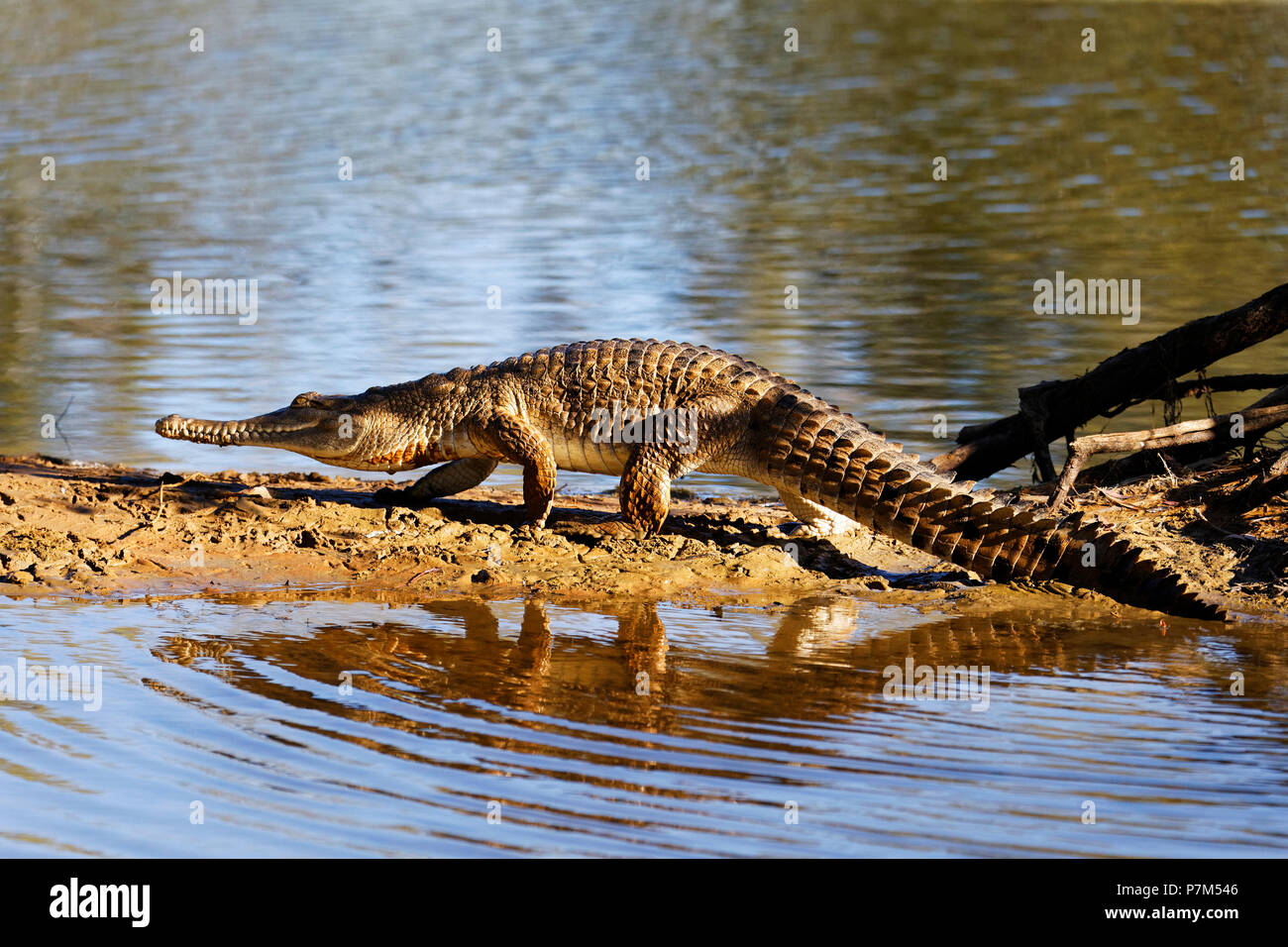 Süßwasser Krokodil (Crocodylus johnstoni), Wandern auf der Sandbank, See Ellendale, Western Australia Stockfoto