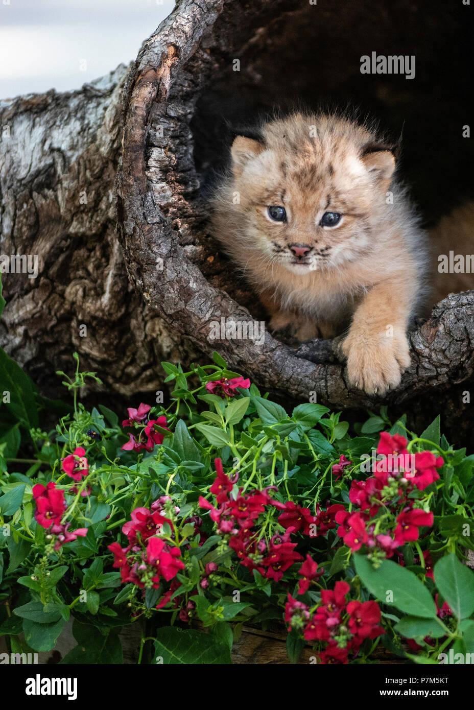. Canadian Lynx Kitten auf Log Stockfoto