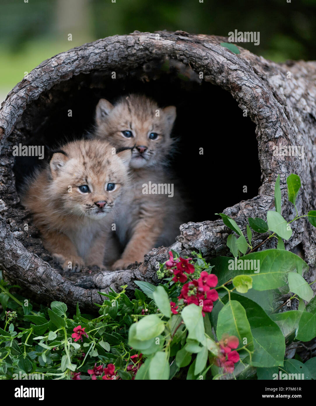 Zwei süße Buddies Stockfoto