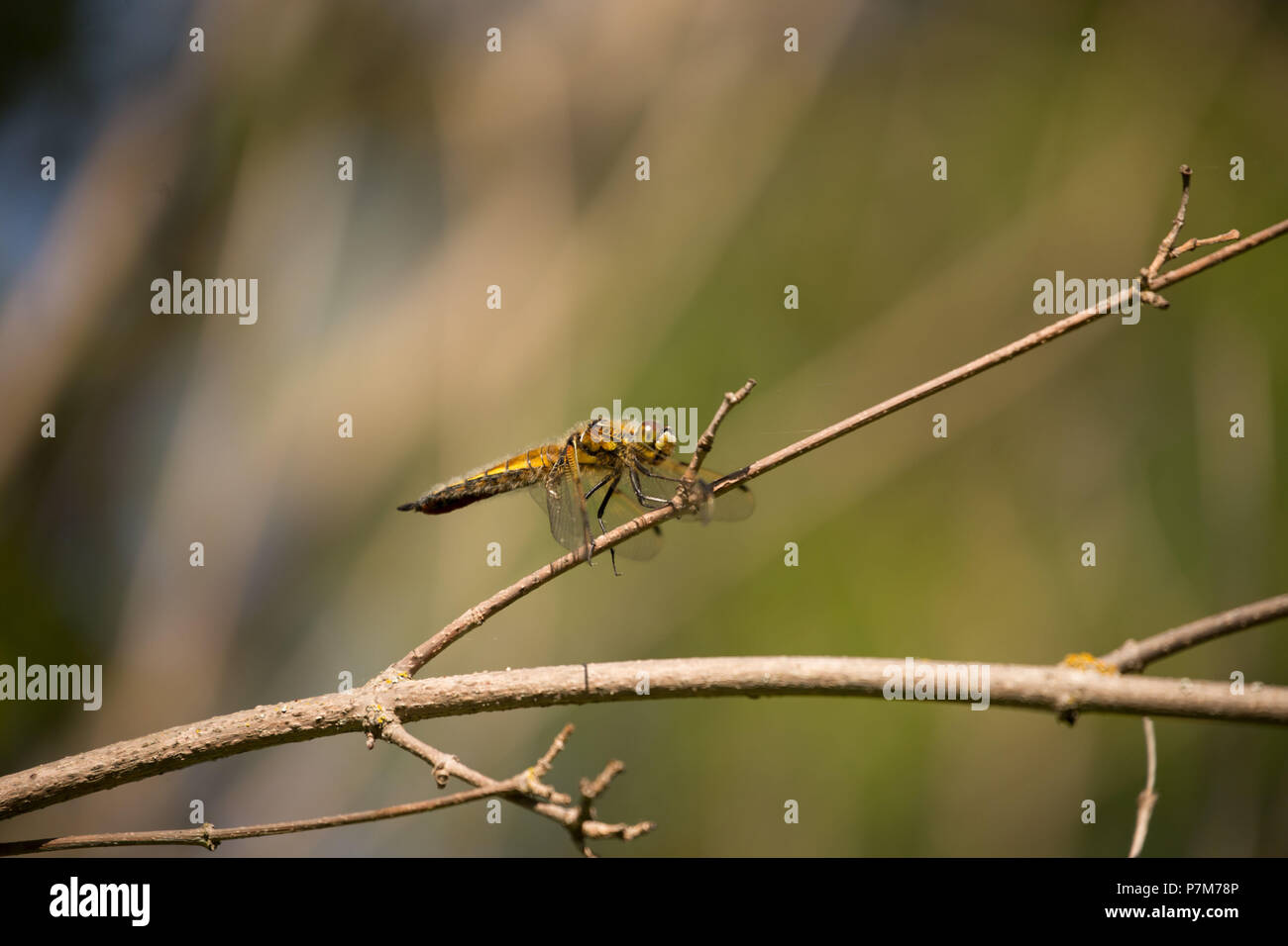 Dragonfly ruht auf einem Zweig, verschwommenen Hintergrund Stockfoto