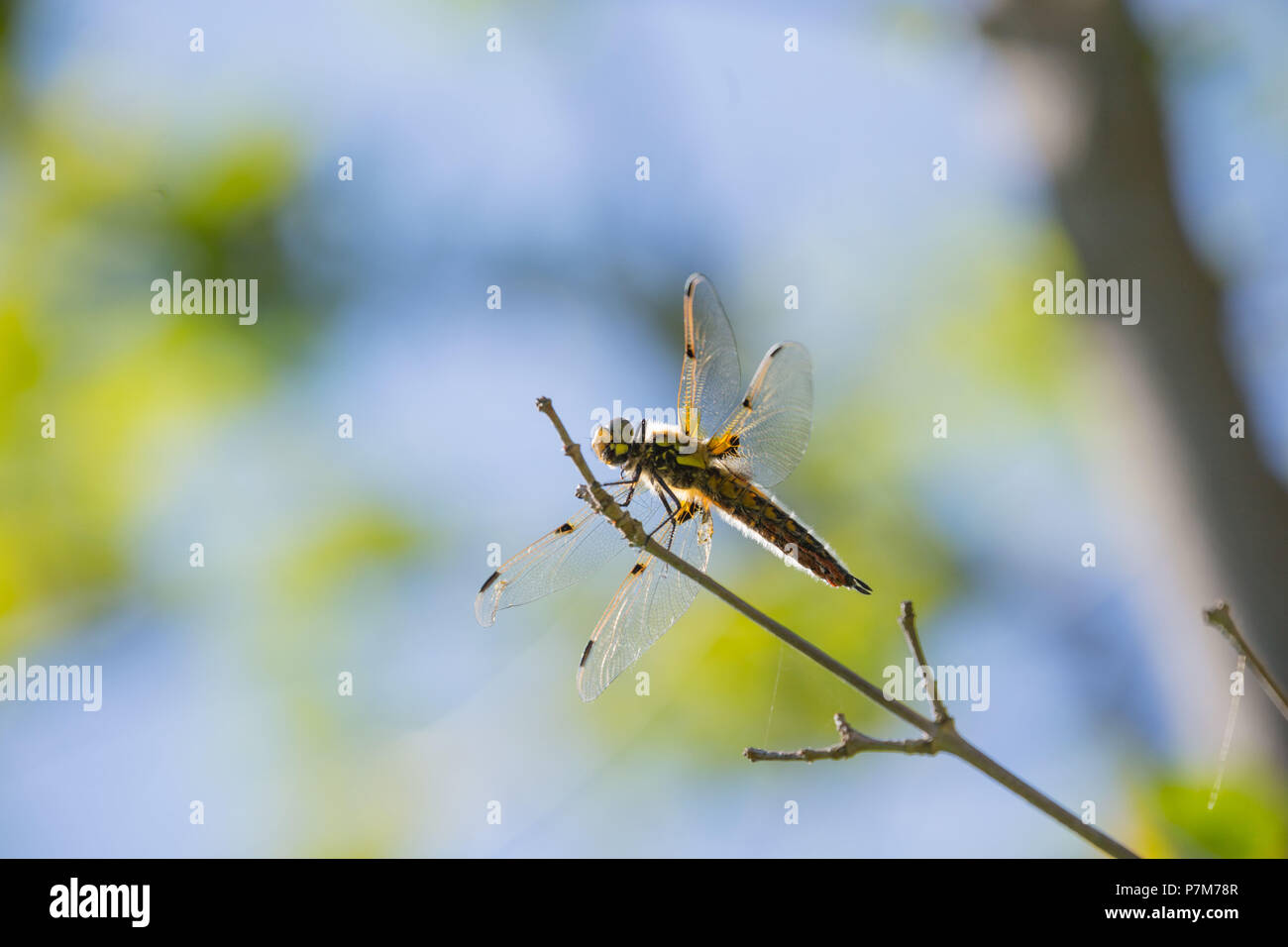 Dragonfly ruht auf einem Zweig, blauer Himmel Hintergrund Stockfoto