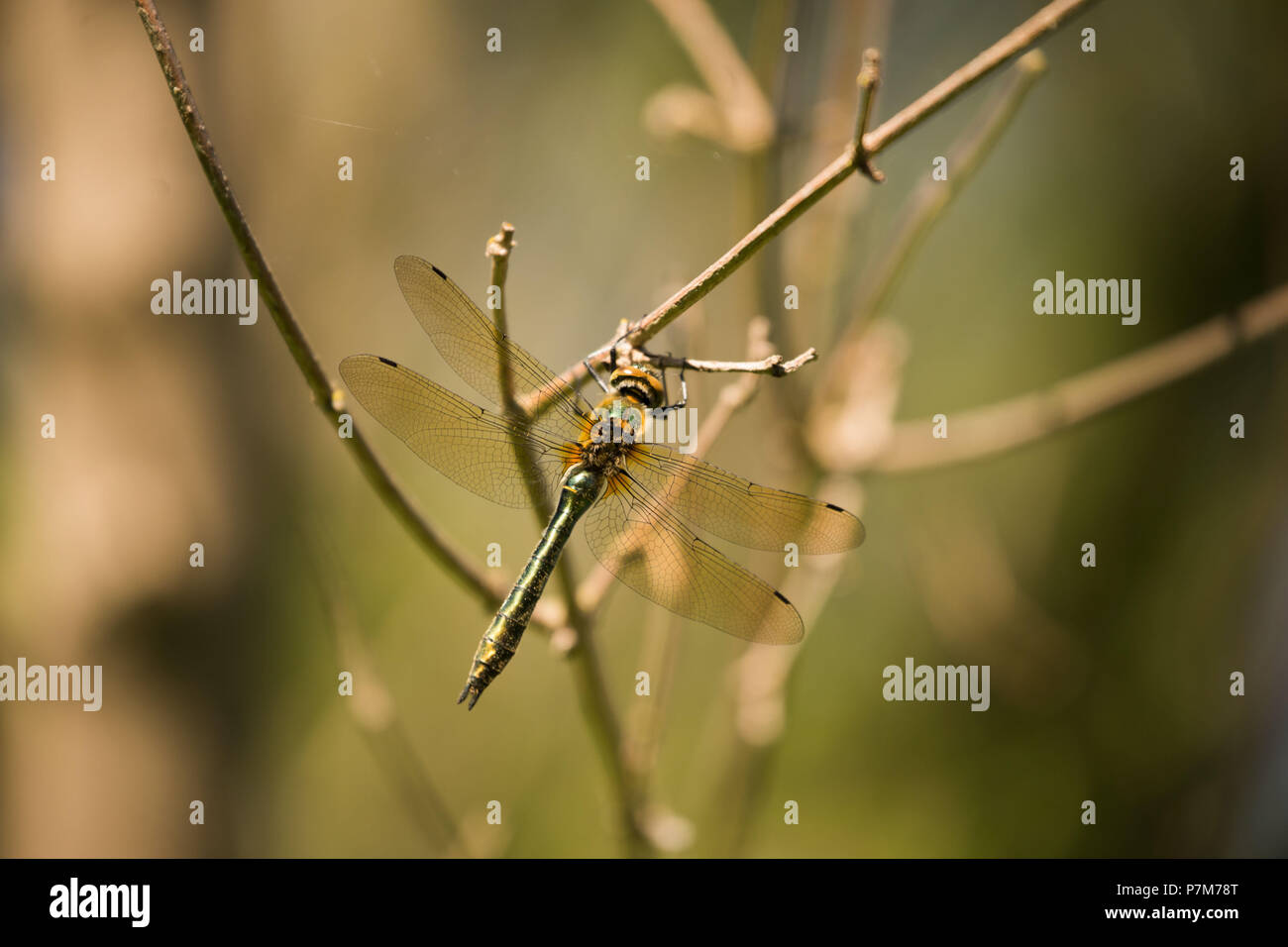 Dragonfly ruht auf einem Zweig Stockfoto