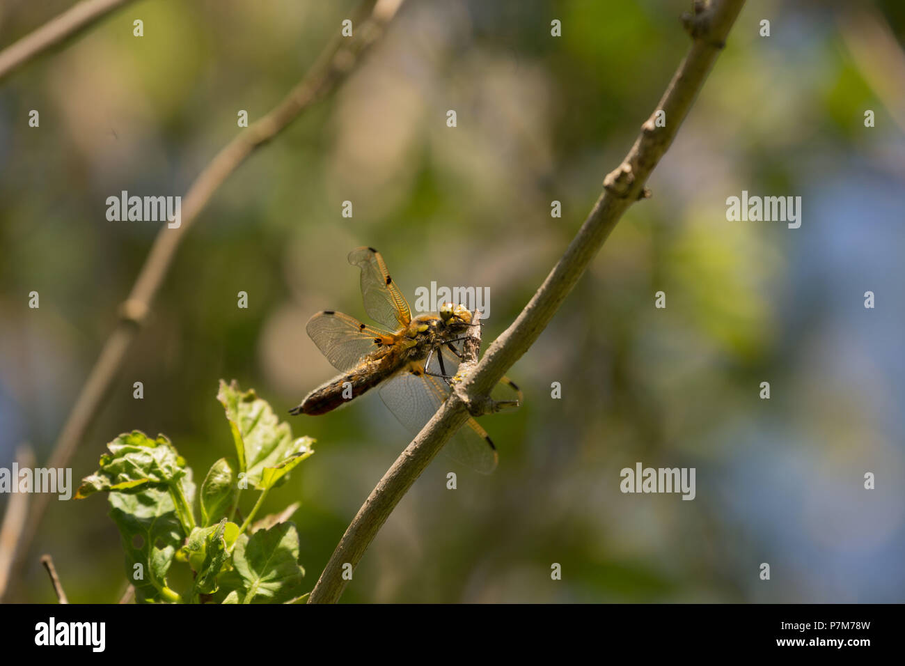 Dragonfly ruht auf einem Zweig, verschwommenen Hintergrund Stockfoto