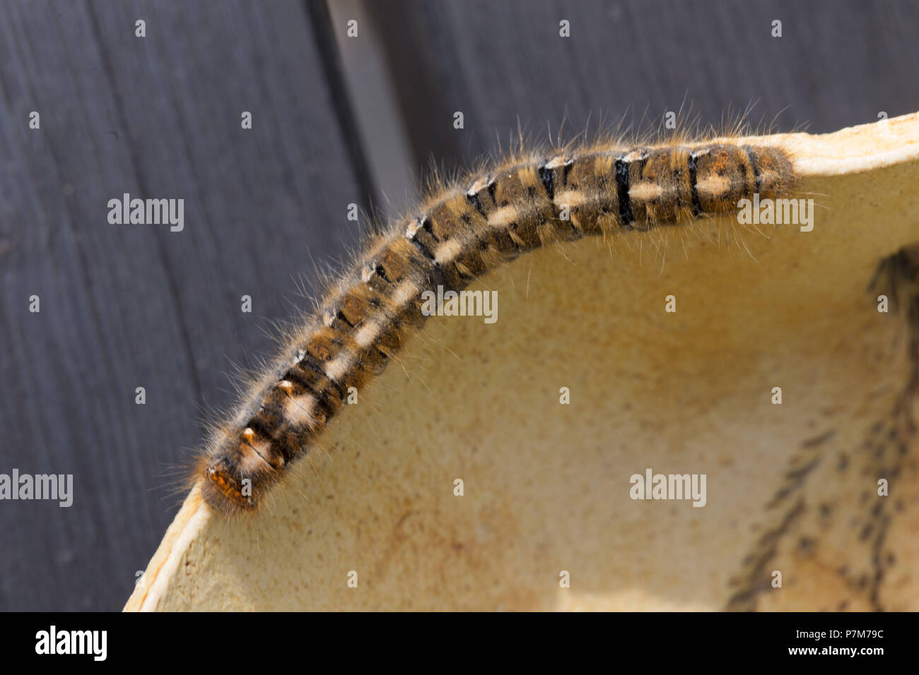 Close-up von Caterpillar, Lasiocampa Quercus Stockfoto