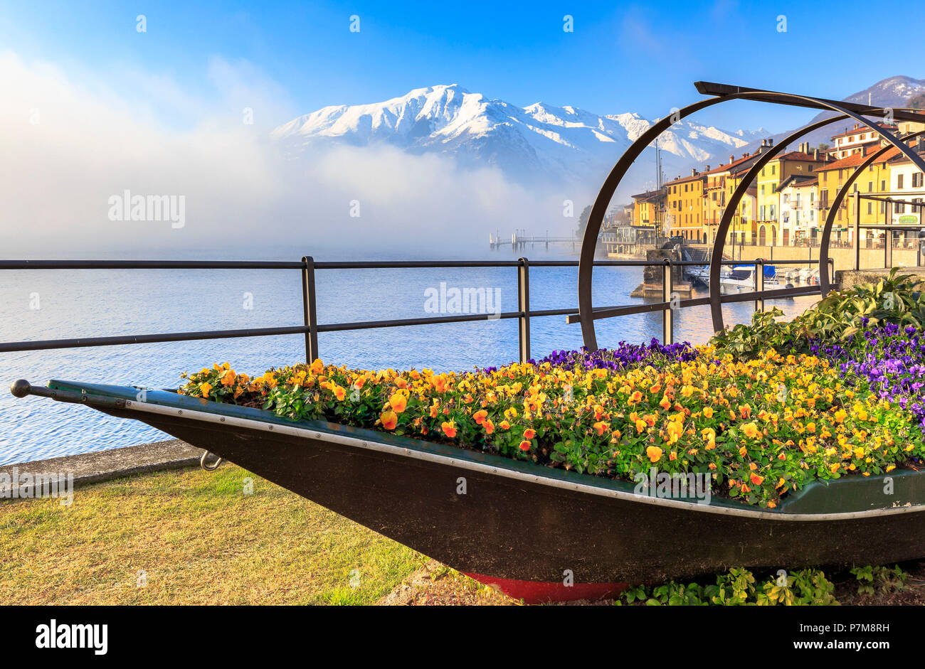 Farbige Blumen in voller Blüte auf einem traditionellen Comer See Boot/Lucia,. Domaso, Comer See, Lombardei, Italien, Europa, Stockfoto