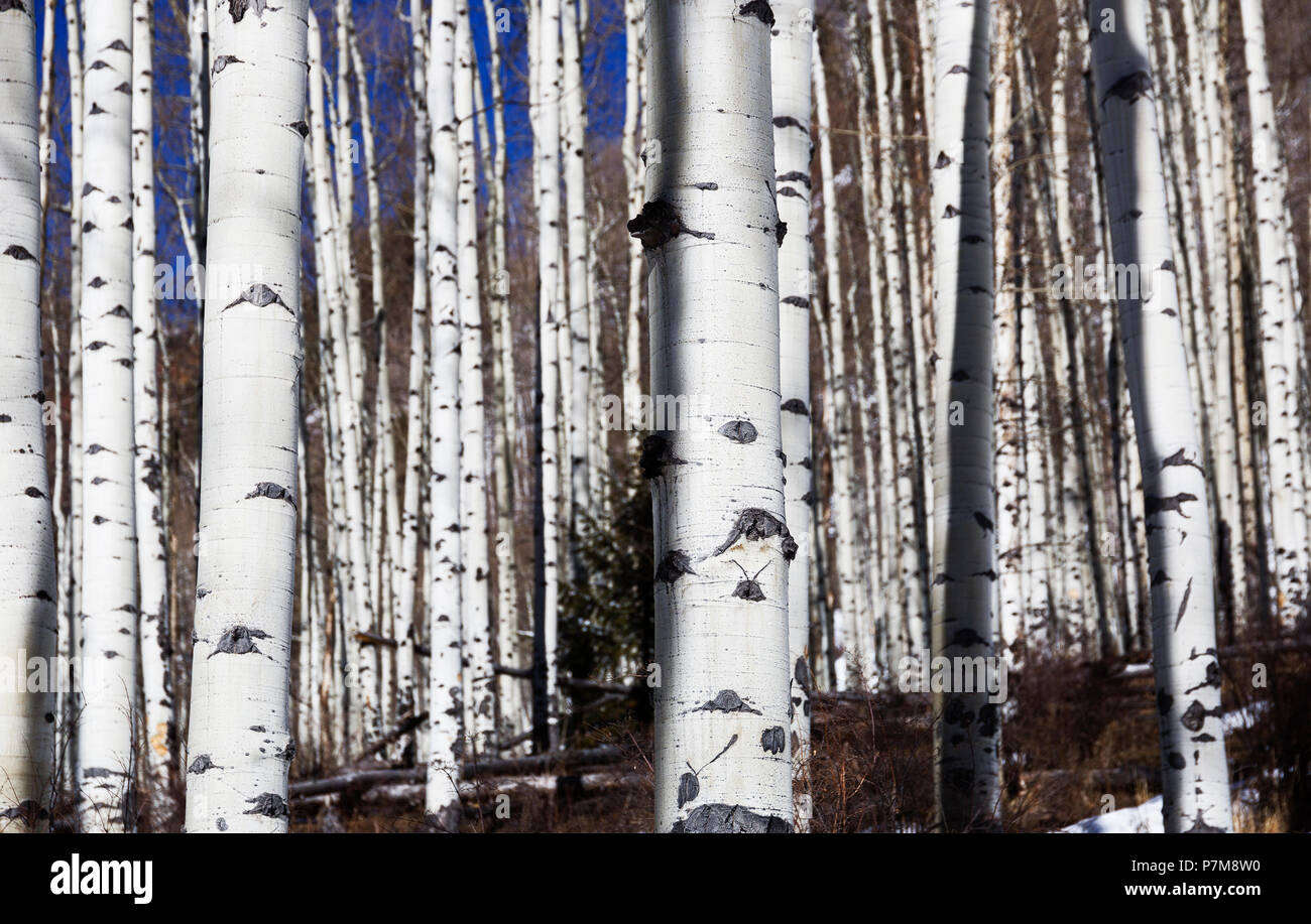 Grove von Aspen Bäume, Winter, Colorado, USA Stockfoto