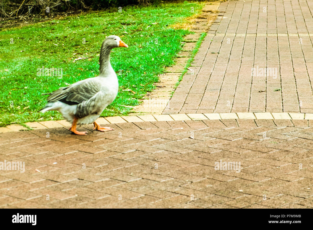 'Don't feed Bereich Vögel in Yellagonga Park Perth Australien Stockfoto