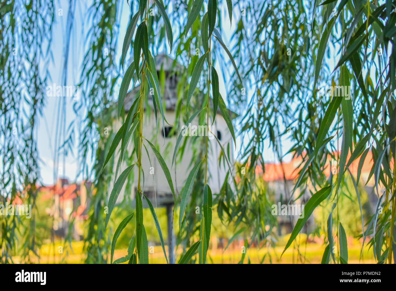 Hängende Blätter vor BIRDHOUSE; Charlotte, NC Stockfoto