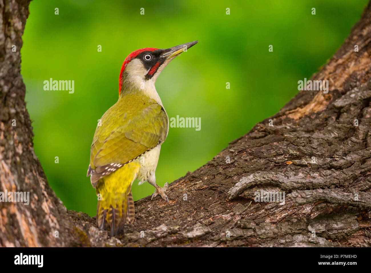 Die europäischen grünen Specht auf den Baum, Trentino Alto-Adige, Italien Stockfoto