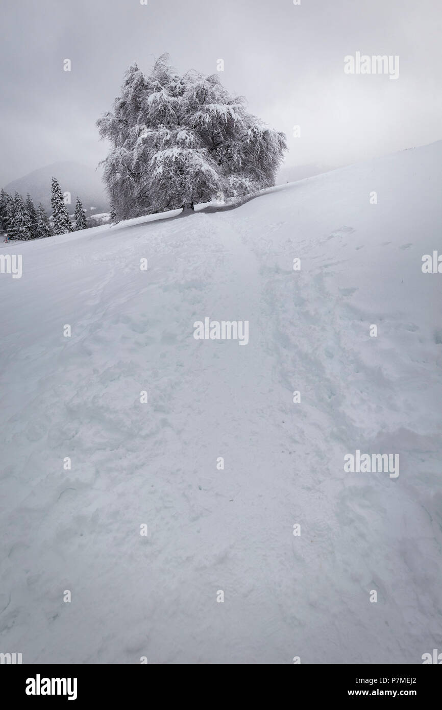 Die alte Buche Baum im Schnee während einem Schneefall an der Presolana Pass abgedeckt, Angolo Terme, Seriana Tal, in der Provinz Bergamo, Lombardei, Italien, Stockfoto