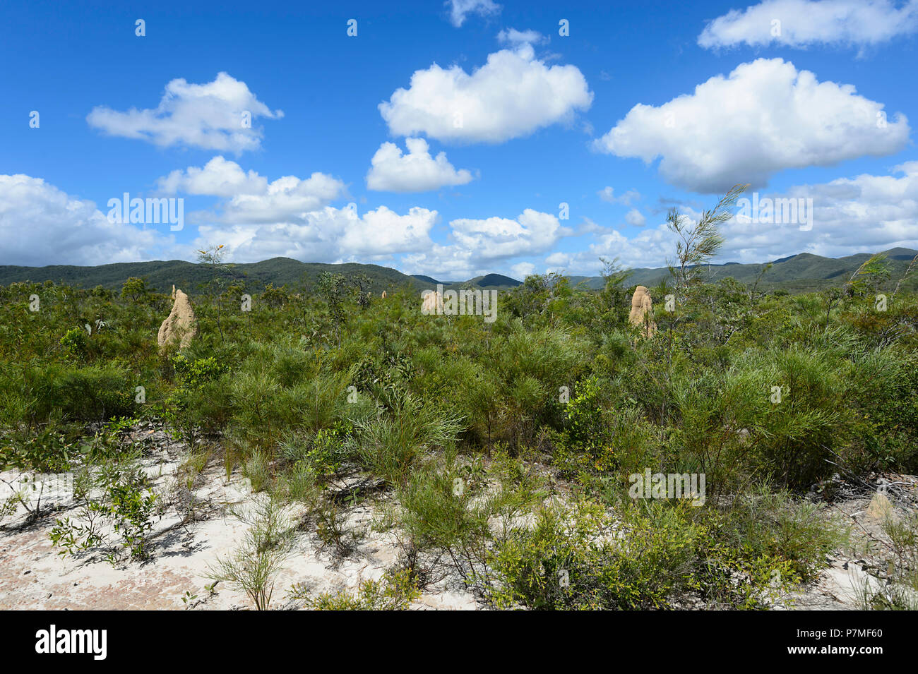 Blick auf Termitenhügel in Iron Range National Park in der Nähe von Mt Tozer, Cape York Halbinsel, Far North Queensland, FNQ, QLD, Australien Stockfoto