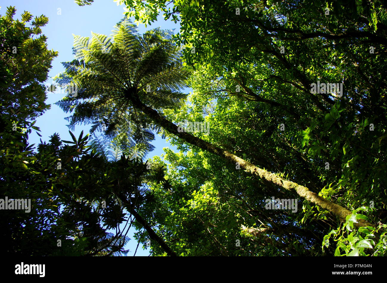 Auf Kapiti Island, ein Vogelschutzgebiet nördlich von Wellington NZ, einem hohen Baum Farn wächst in einen Raum der Blue Sky Stockfoto