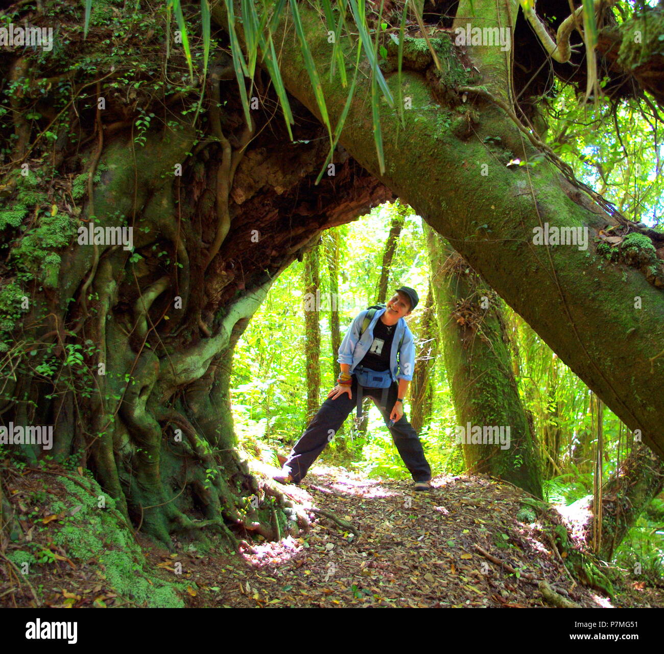 Auf Kapiti Island, ein Vogelschutzgebiet nördlich von Wellington NZ, eine Frau hält und sieht unter einem Baum auf der Strecke gefallen ist Stockfoto