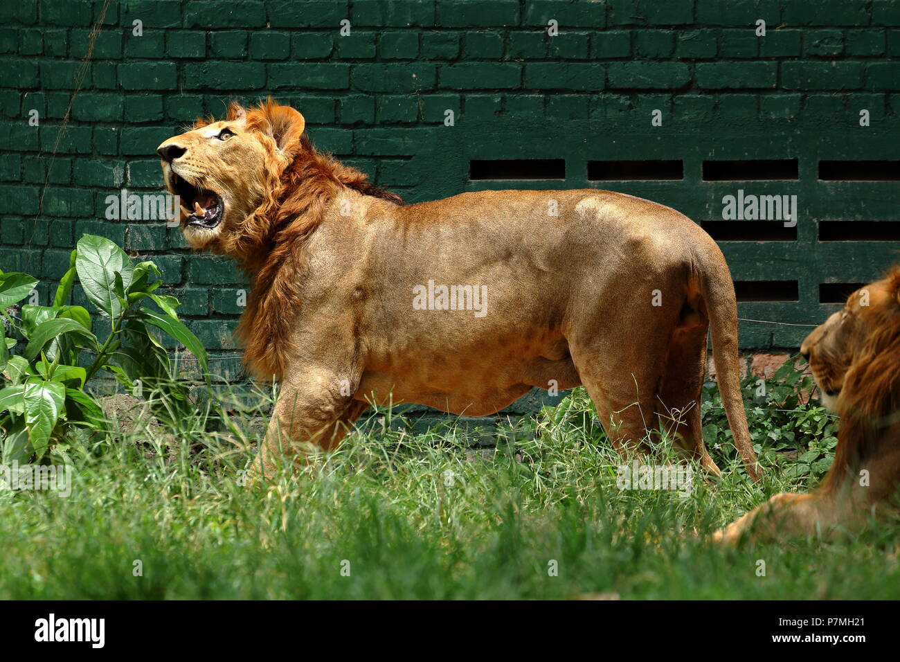 Höre mein Brüllen! Stockfoto