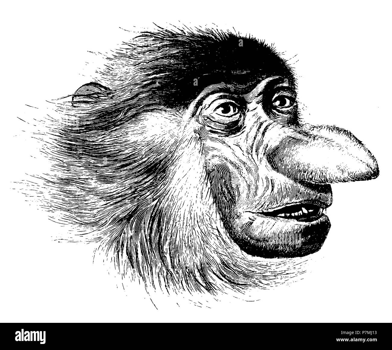 Proboscis monkey <Nasalis larvatus >: Kopf, 1902 Stockfoto