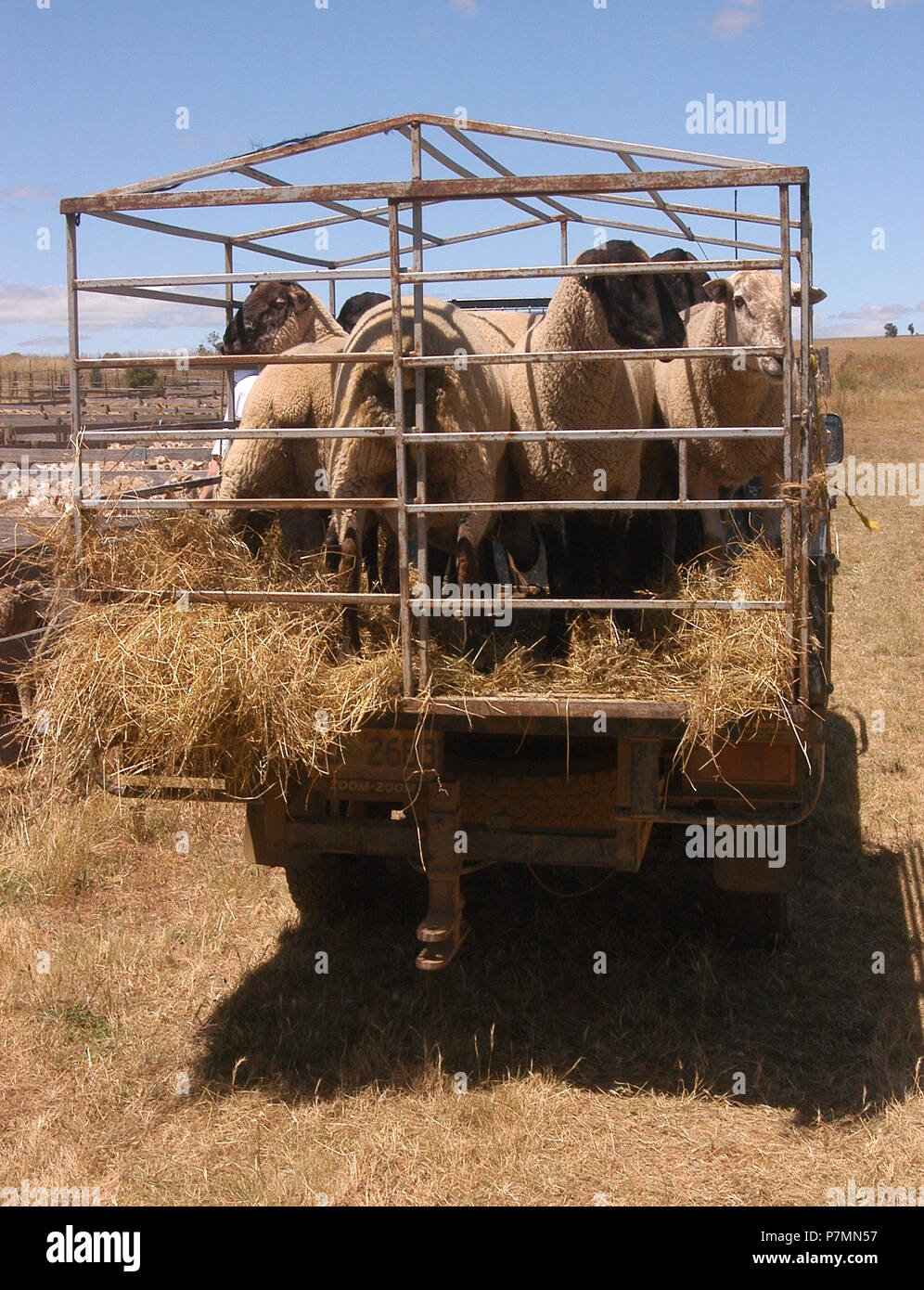 Rams im Vieh Anhänger, ländliche Schafe Vertrieb, Tasmanien, Australien Stockfoto
