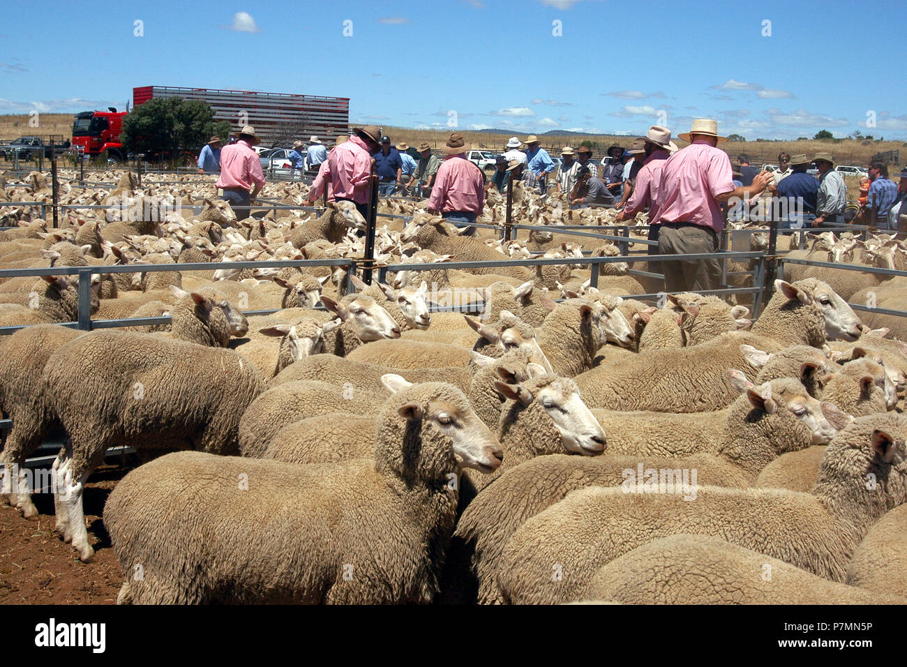 Schafe in Fortschritt, Landwirte durchlesen, die Schafe in der Stifte, ländlichen Tasmanien, Australien. Stockfoto