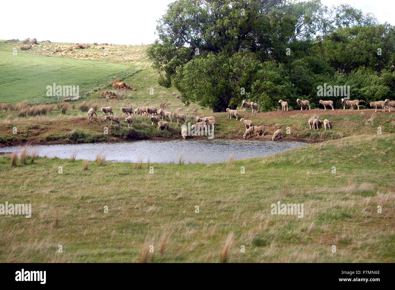 Herde geschorener Schafe um ein Damm in der Nähe von Burnie in Tasmanien, Australien. Stockfoto