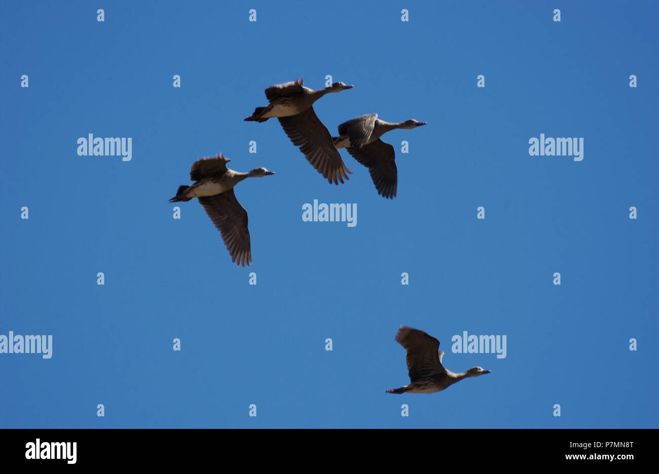 Die Pfeifenten oder Baumenten sind eine Unterfamilie, Dendrocygninae, der Enten-, Gans- und Schwanenfamilie der Vögel, Anatidae. Hier in der Flucht gegen ein Blau gesehen Stockfoto