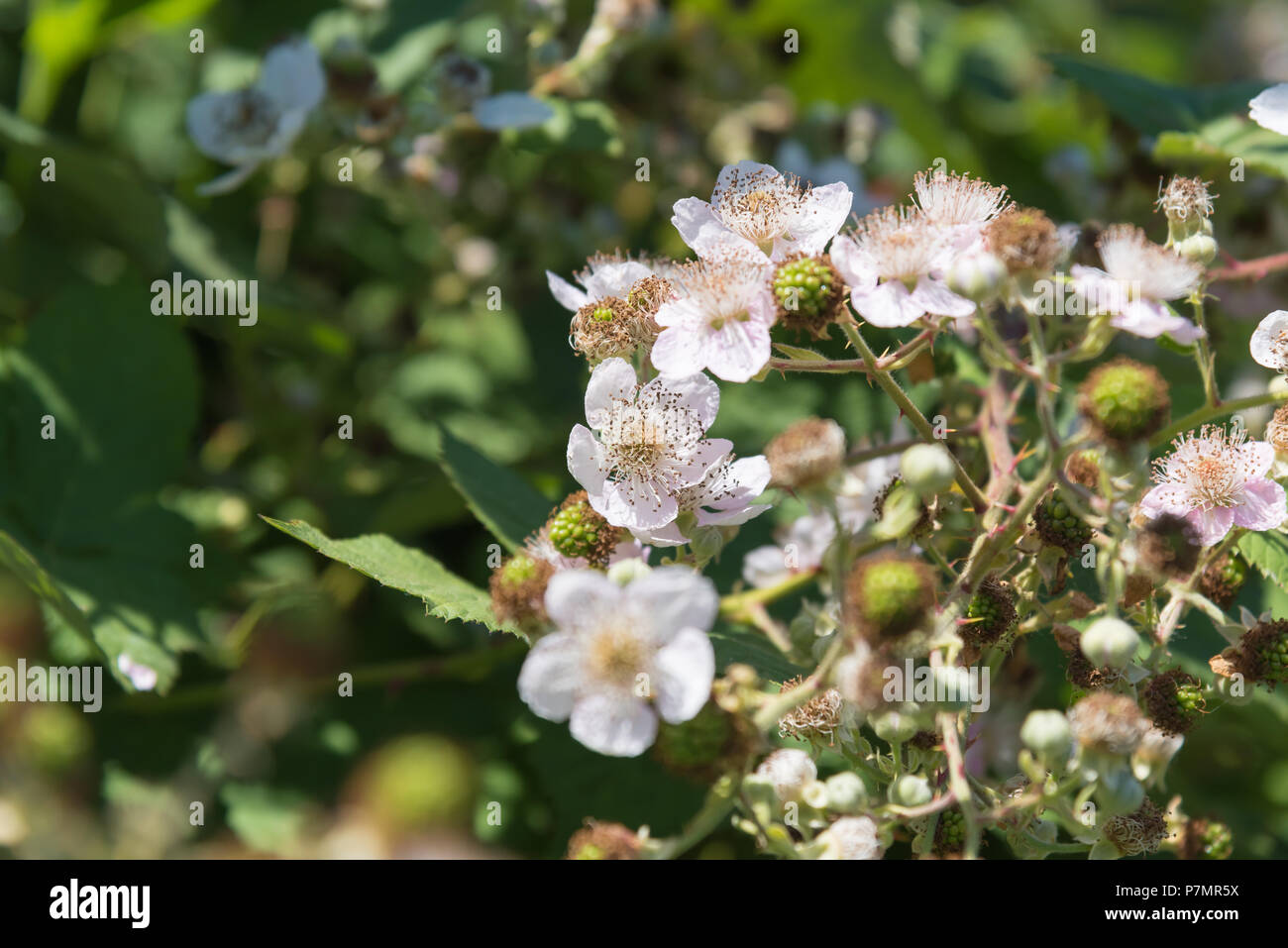 In der Nähe von wilden Black Blumen in voller Blüte im Juni Stockfoto