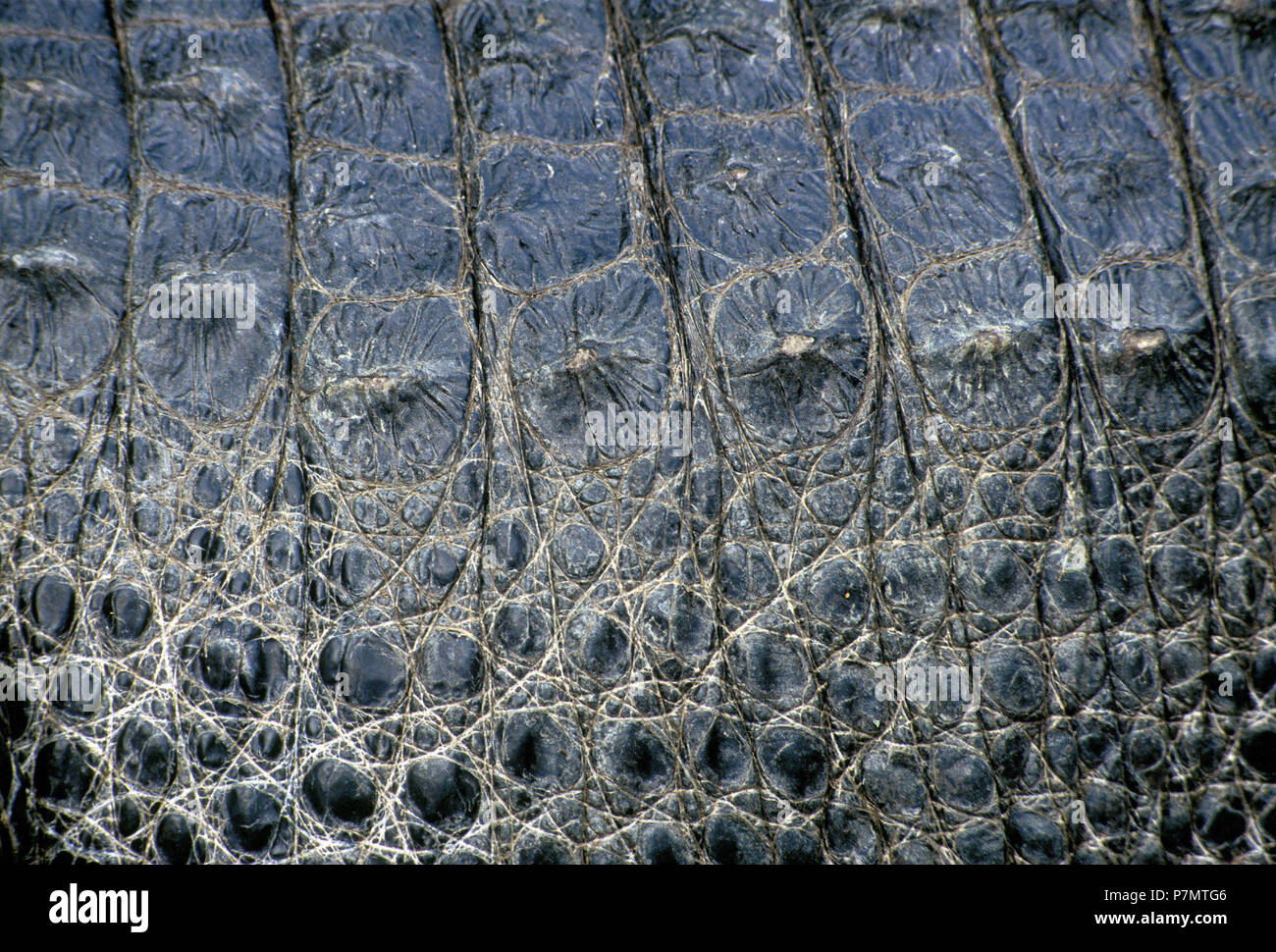 Haut der amerikanische Alligator (Alligator mississippiensis) Stockfoto