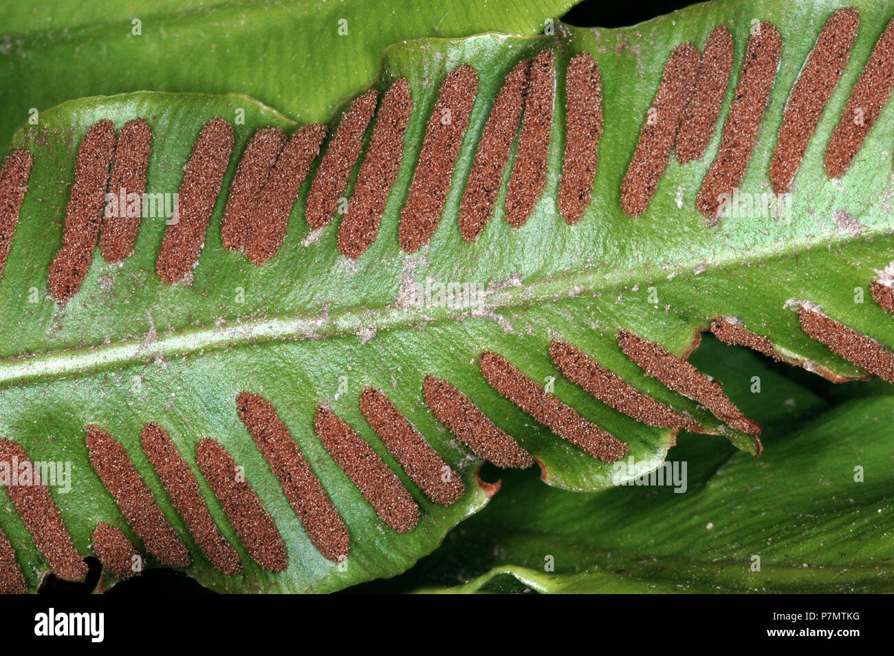 Spore bei Hart-Zunge (Phyllitis scolopendrium) Stockfoto