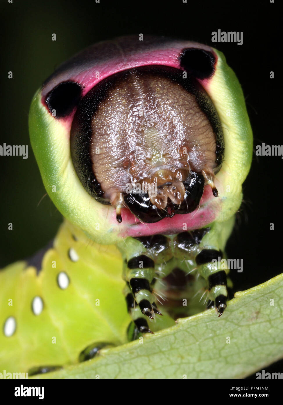 Portrait von Caterpillar von Puss Moth (Cerura vinula) Stockfoto