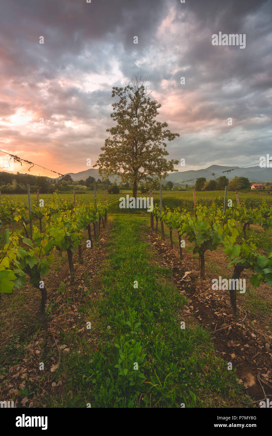 Franciacorta bei Sonnenuntergang, Lombardei, Provinz Brescia, Italien Stockfoto