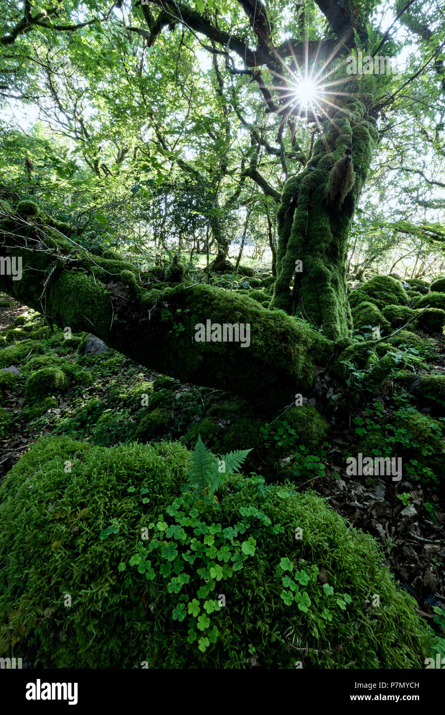 Grüne Wälder, Nationalpark Killarney, County Kerry, Irland Stockfoto