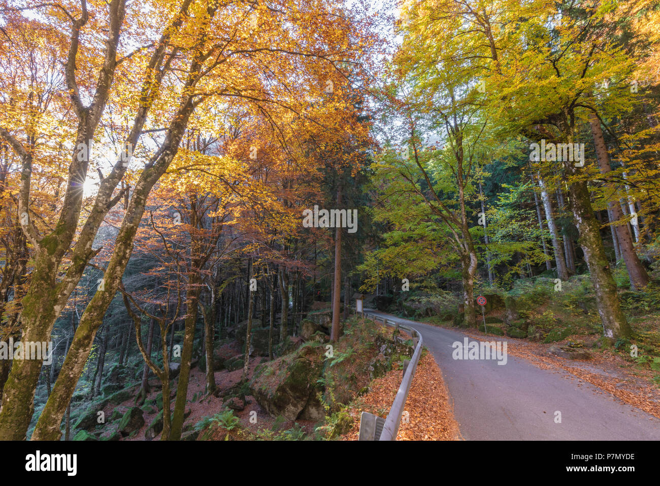 Straße in den Wald von Bagni di Masino im Herbst, Valmasino, Valtellina, Sondrio Provinz, Lombardei, Italien Stockfoto