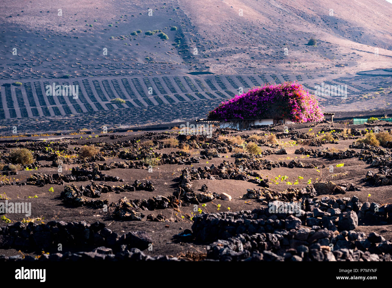Kleine Wein so genannte Werk Bodegas, wo Sie typische Weine wachsen auf den Lavafeldern, Lanzarote, Kanaren, Spanien, Europa Stockfoto