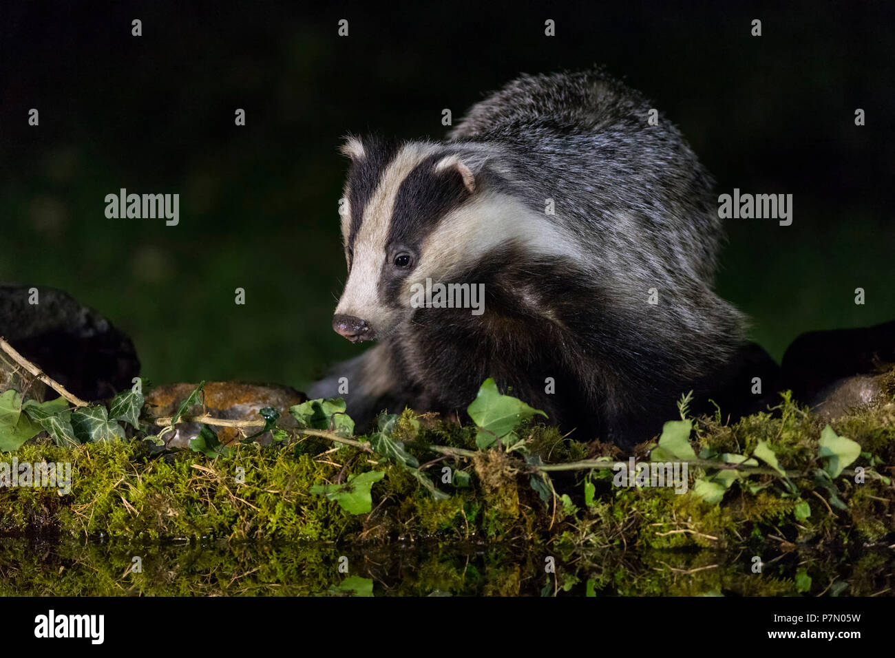 Badger trinken am Pool, Alpen, Piemont, Italien, Europa Stockfoto