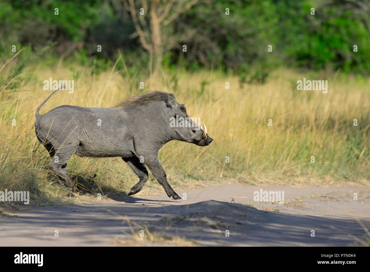 Warzenschwein, Lake-Mburo-Nationalpark, Uganda, Ostafrika Stockfoto