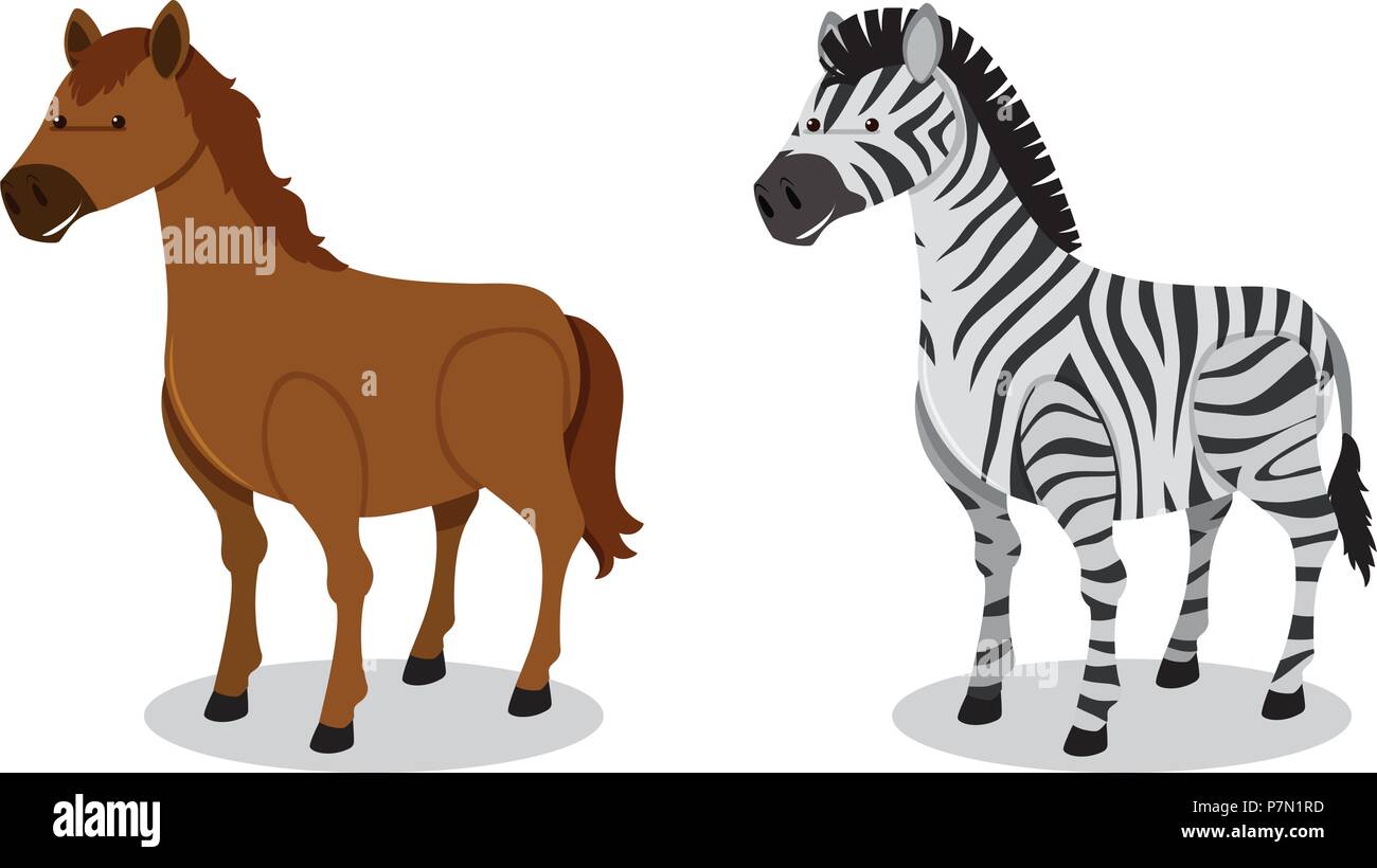Pferd und Zebra auf weißem Hintergrund Abbildung Stock Vektor