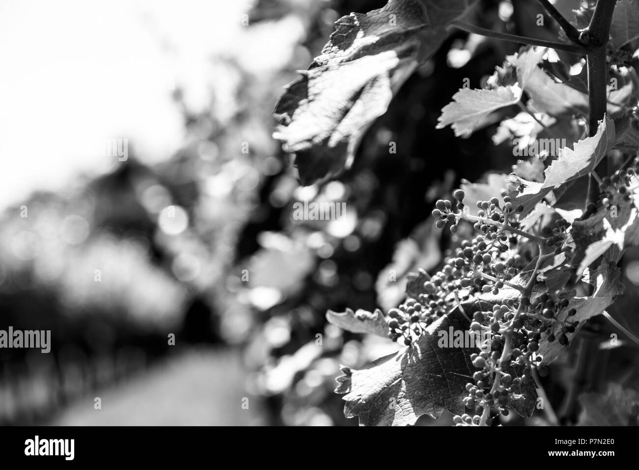 Die Weinberge von Buttrio in einem Sommertag. Collio Friulano, Provinz Udine, Friaul-Julisch-Venetien, Italien Stockfoto