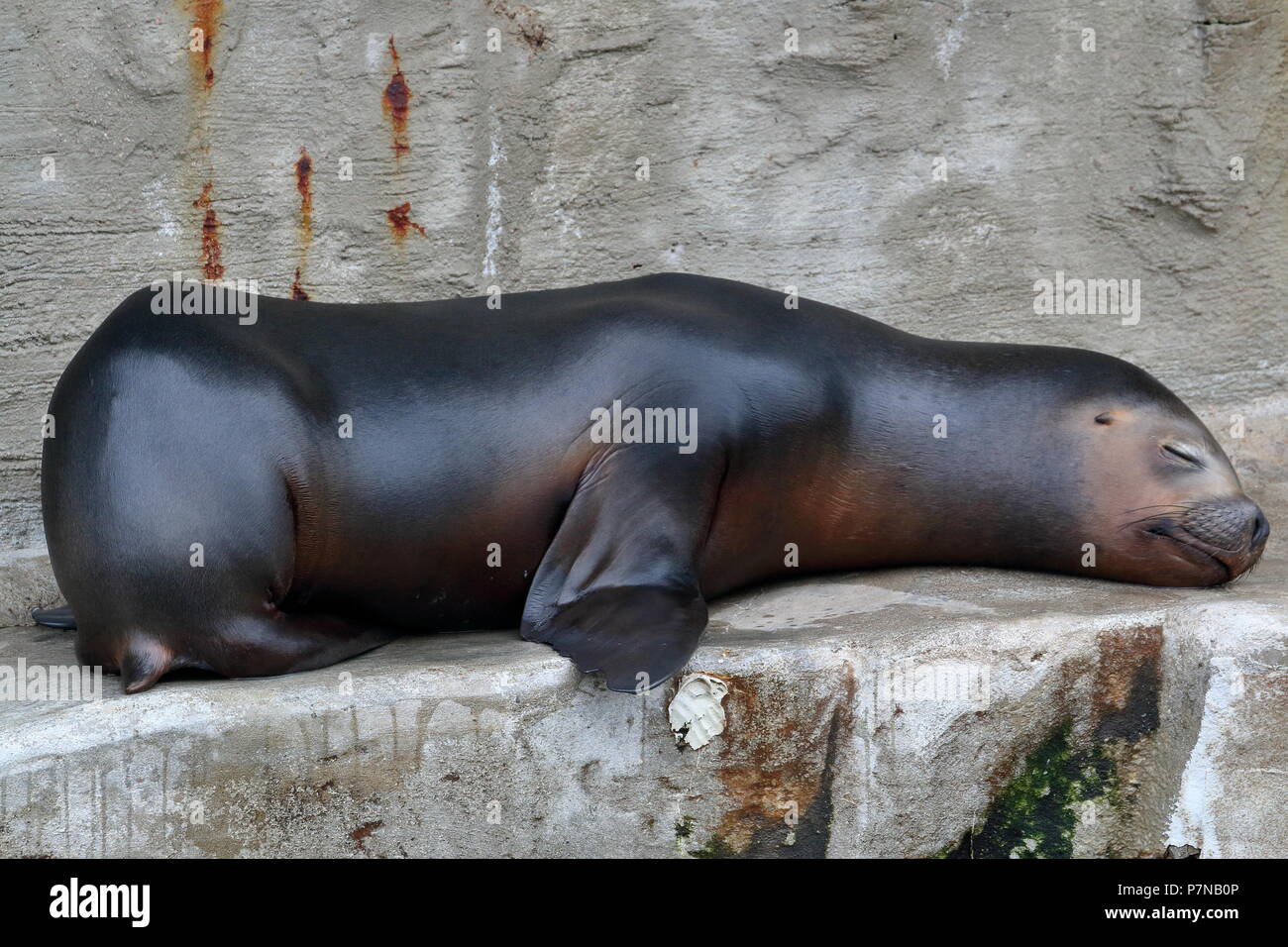 Verschlafene Dichtung Stockfoto