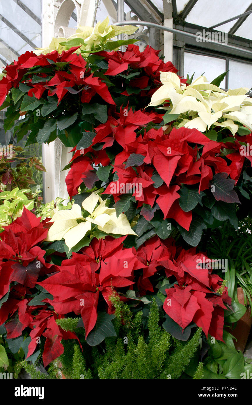 Roter Und Weisser Weihnachtsstern Euphorbia Pulcherrima Ubergabe Korbe Stockfotografie Alamy