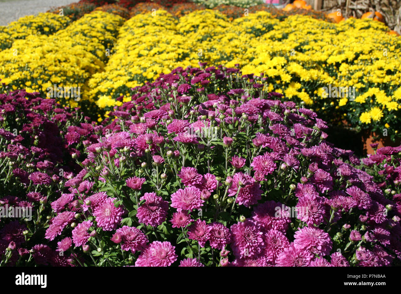 MASSEBEPFLANZUNG VON GELBEN UND LILAFARBENEN CHRYSANTHEMEN, AUCH BEKANNT ALS MUMBLUMEN ODER CHRYSANTHEMEN. Stockfoto