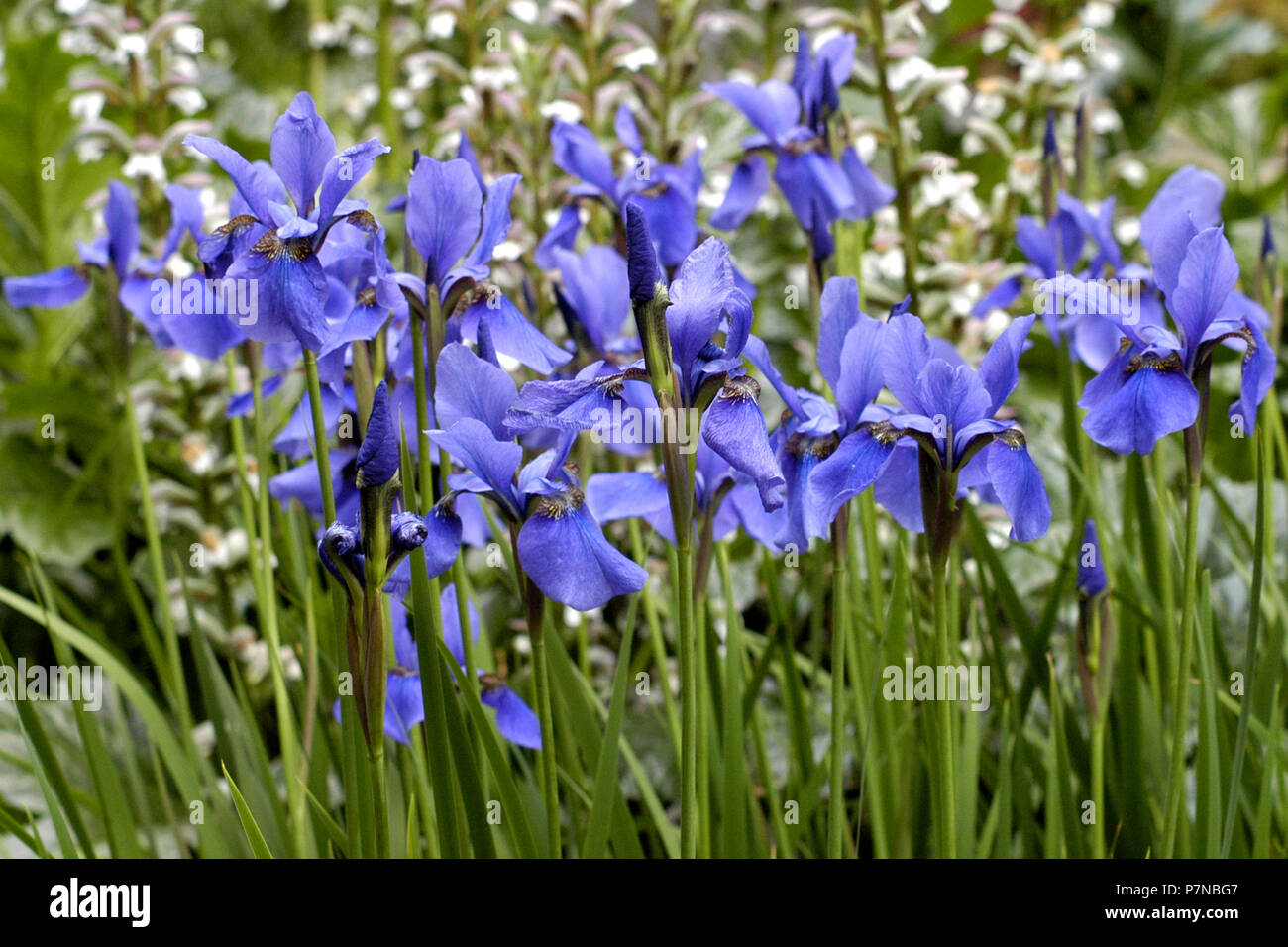 Iris wachsen in einem Country Garden in Tasmanien, Australien. Stockfoto