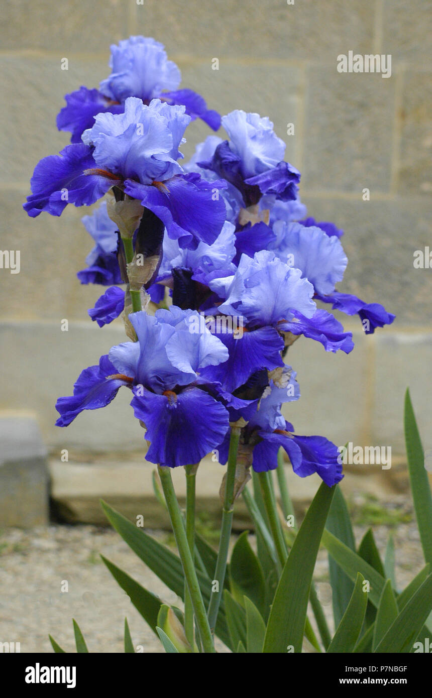 Bärtige Irisen wachsen in einem Landgarten in Tasmanien, Australien. Stockfoto