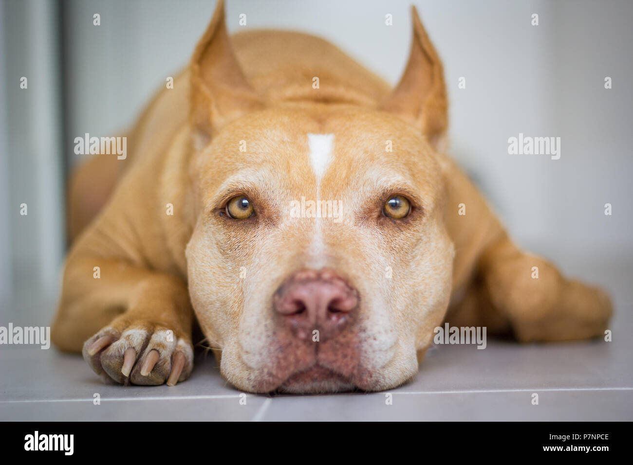 Red Nose American Pit Bull Terrier Hund zur Festlegung der Blick in die Kamera Stockfoto