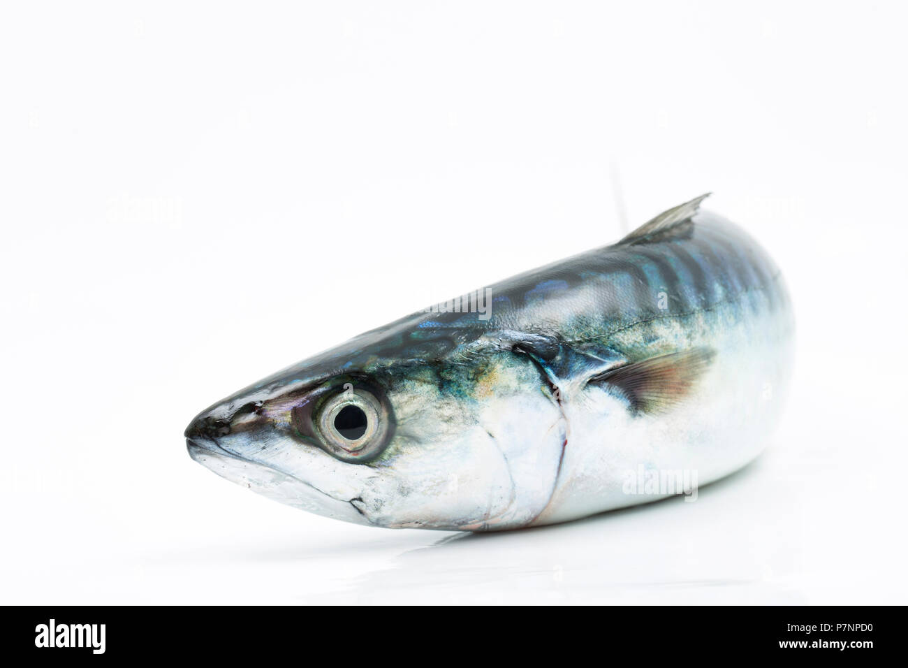 Einem einzigen raw Makrele Scomber scombrus, auf der Stange und Line in den Ärmelkanal gefangen. Makrele sind eine Quelle von Omega-3 Fischöle. Sie gefangen werden können Stockfoto