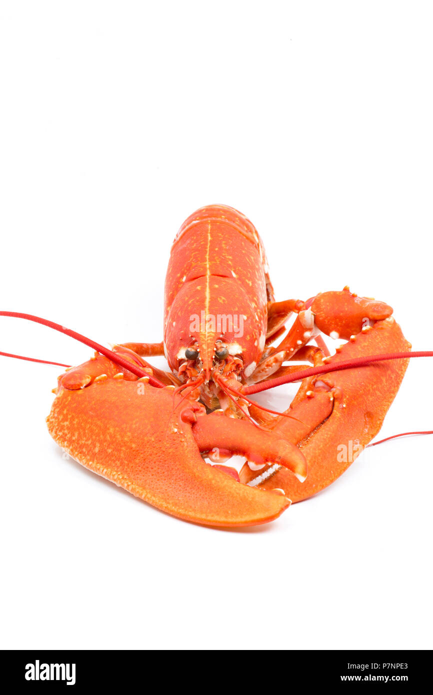 Ein gekochtes, gekochte Hummer Homarus gammarus, vom Englischen Kanal, die in einem Topf gefangen wurde. Auf weißem Hintergrund fotografiert. Dorset Englan Stockfoto