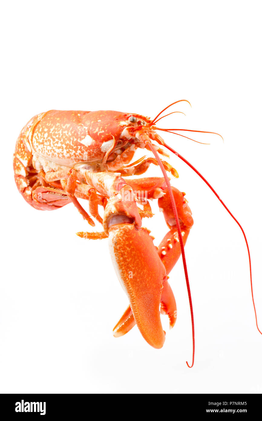 Ein gekochtes, gekochte Hummer Homarus gammarus, vom Englischen Kanal, die in einem Topf gefangen wurde. Auf weißem Hintergrund fotografiert. Dorset Englan Stockfoto