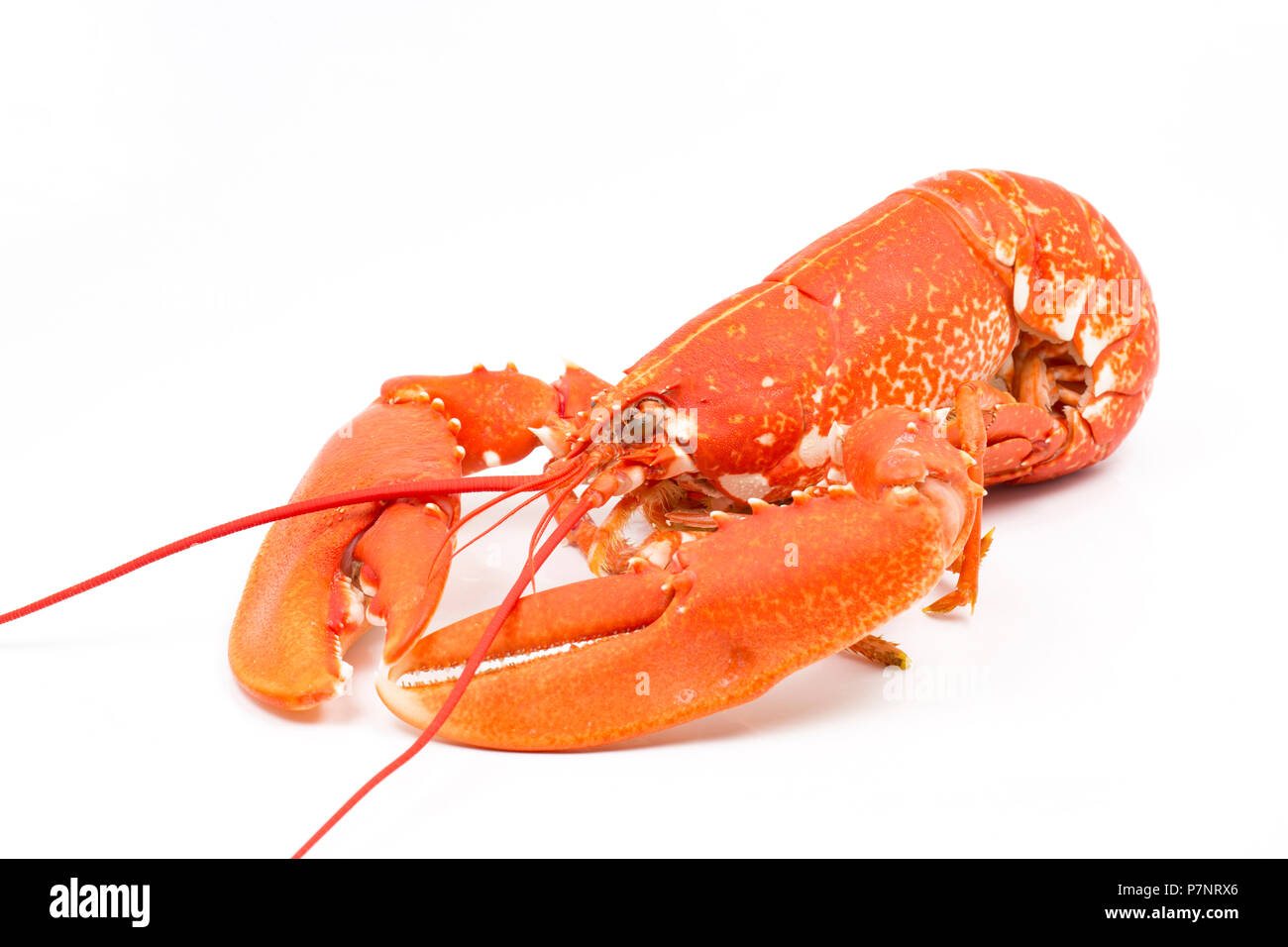 Ein gekochtes, gekochte Hummer Homarus gammarus, vom Englischen Kanal, die in einem Topf gefangen wurde. Auf weißem Hintergrund fotografiert. Dorset Englan Stockfoto