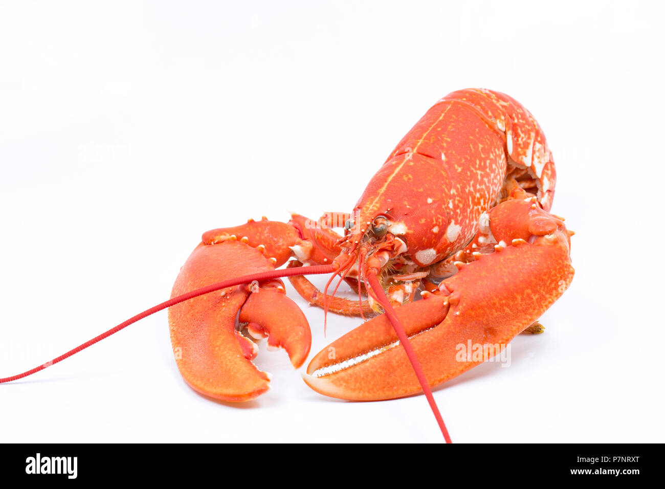 Ein gekochtes, gekochte Hummer Homarus gammarus, vom Englischen Kanal, die in einem Topf gefangen wurde. Auf weißem Hintergrund fotografiert. Dorset Englan Stockfoto