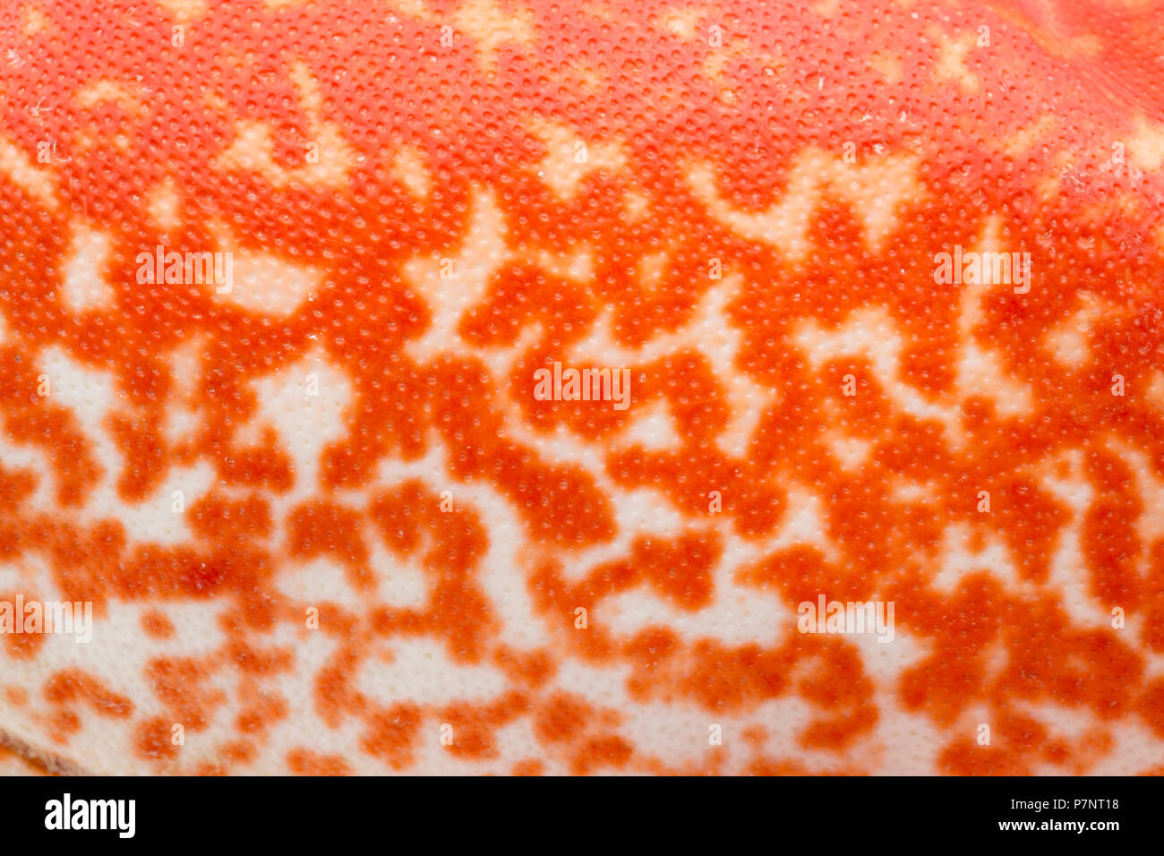 Ein gekochtes, gekochte Hummer Homarus gammarus, vom Englischen Kanal, die in einem Topf gefangen wurde. Bild zeigt Details der Farben auf der carapa Stockfoto