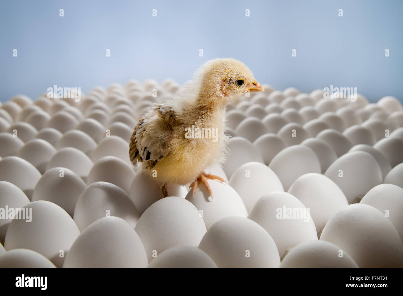 Eine gelbe Huhn eingebettet auf viele Henne's - Eier, horizontale Foto Stockfoto