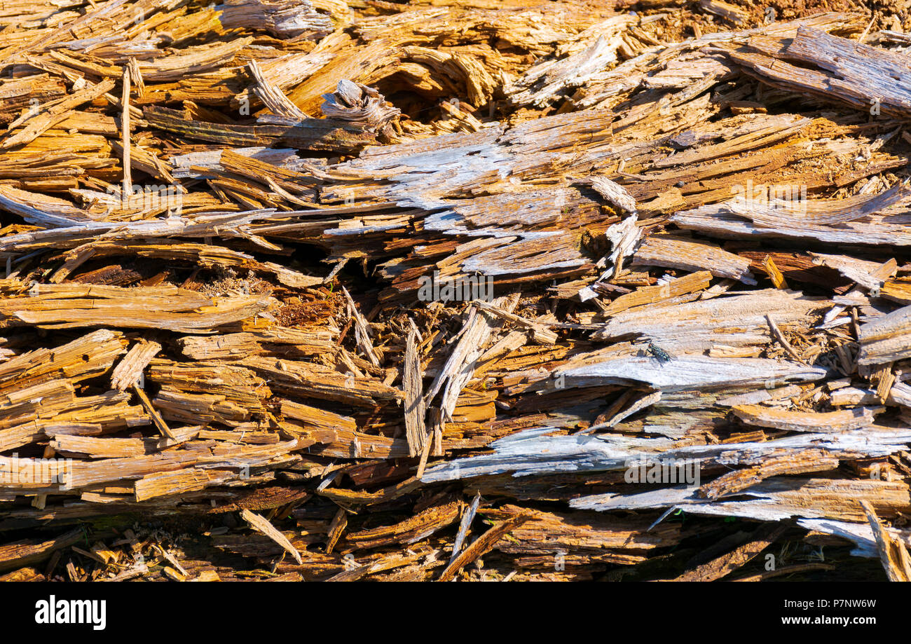 Textur der Moldering Holz anmelden. Alte grungy und verwitterte braune Holz- oberfläche Hintergrund Stockfoto