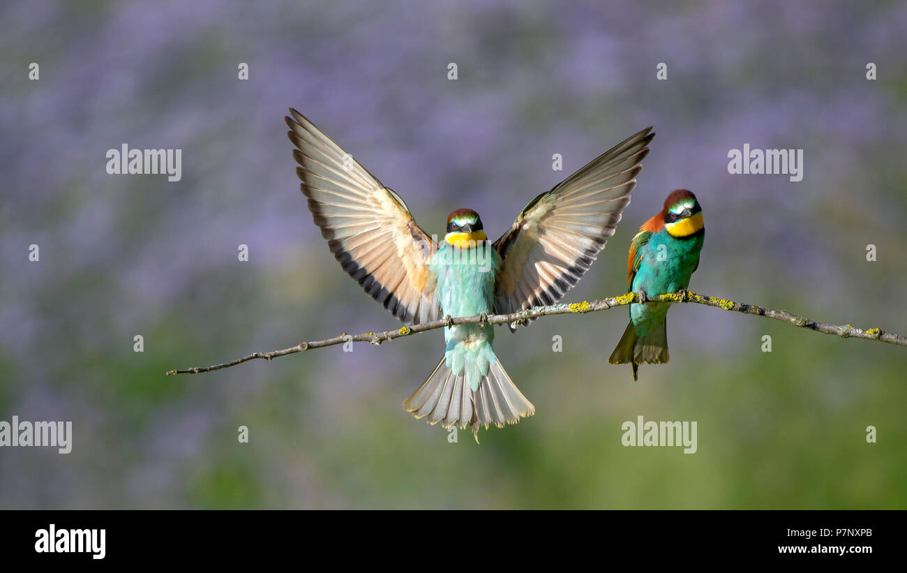 Bienenfresser (Merops apiaster), zwei Vögel auf einem Ast, ein Vogel Landung mit gespreizten Flügeln, Burgenland, Österreich Stockfoto